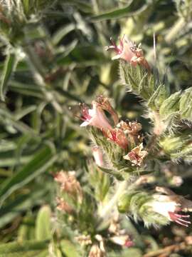 Image of Echium boissieri Steudel