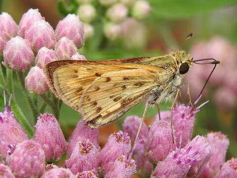 Image of <i>Hylephila <i>phyleus</i></i> phyleus