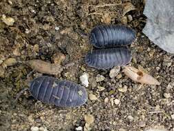 Image of Armadillidium pallasii Brandt 1833