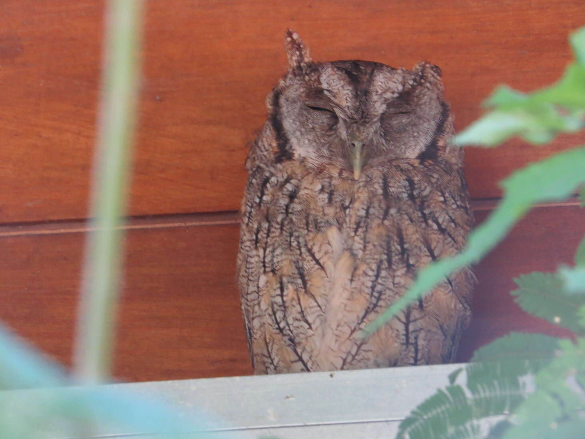 Image of Tropical Screech Owl