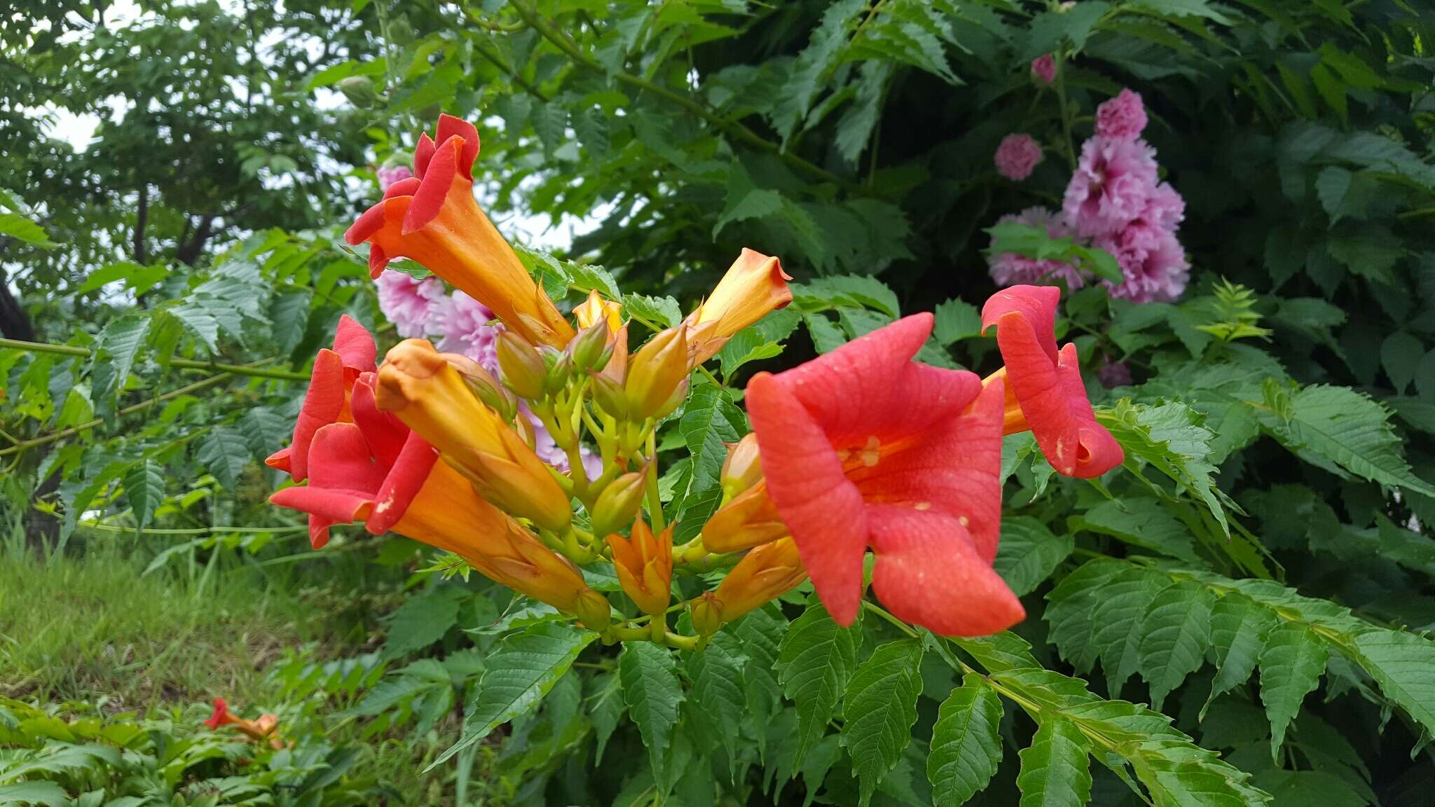 Image of Chinese Trumpet Vine