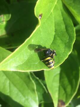 Ectemnius cephalotes (Olivier 1792)的圖片