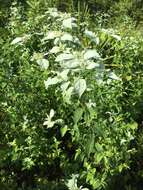 Image of Florida Mountain-Mint