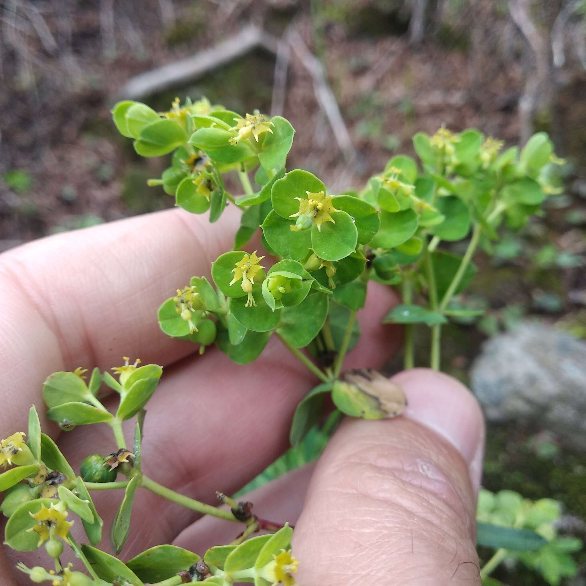 Image of Euphorbia esuliformis S. Schauer