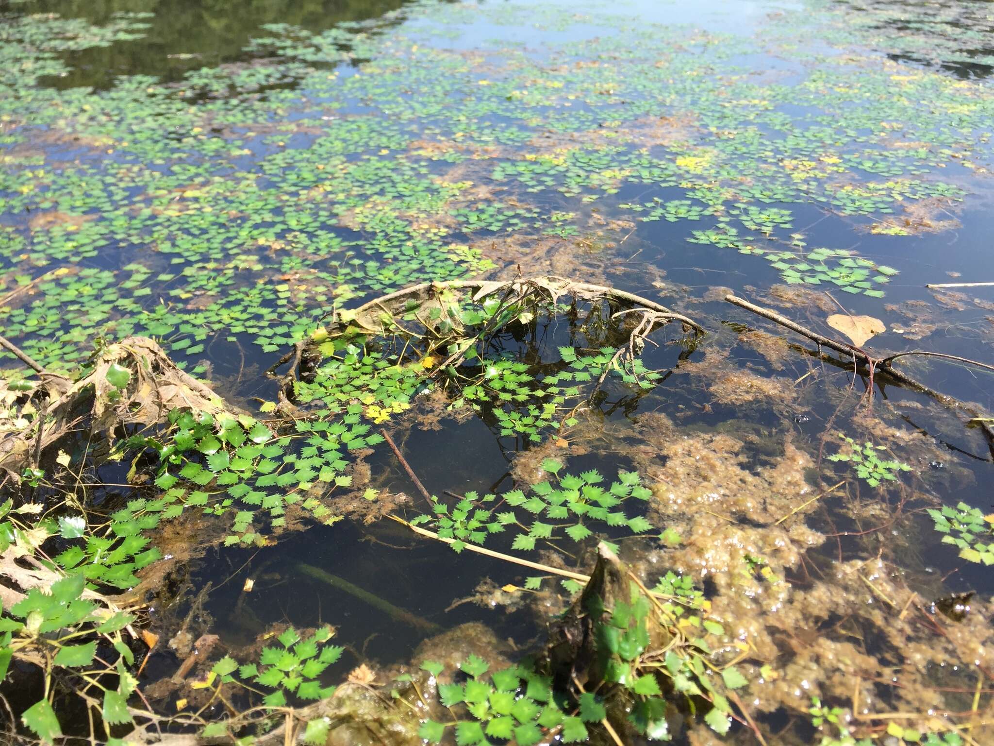 Image of Trapa natans var. japonica Nakano