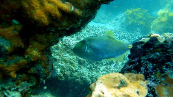 Image of Freycinet&#39;s leatherjacket