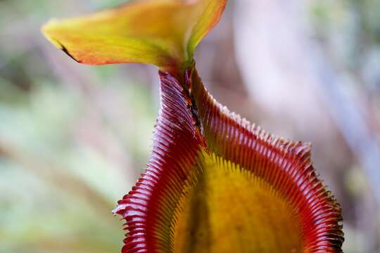 Image of Nepenthes kinabaluensis Sh. Kurata