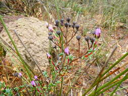 Image of Lampranthus leptaleon (Haw.) N. E. Br.