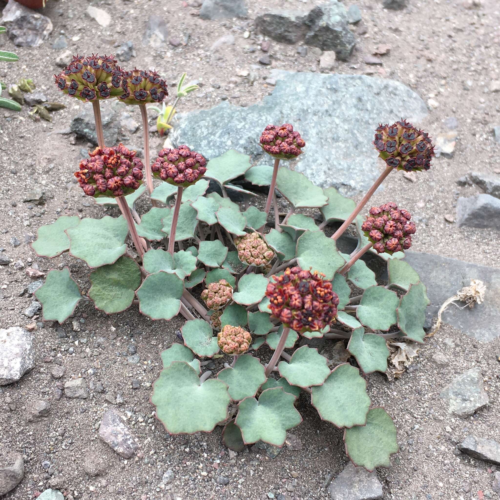 Image of Azorella coriacea (Lag.) Kuntze