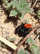 صورة Phidippus ardens Peckham & Peckham 1901