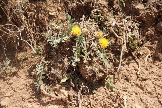 Image of Centaurea rhizantha C. A. Mey.