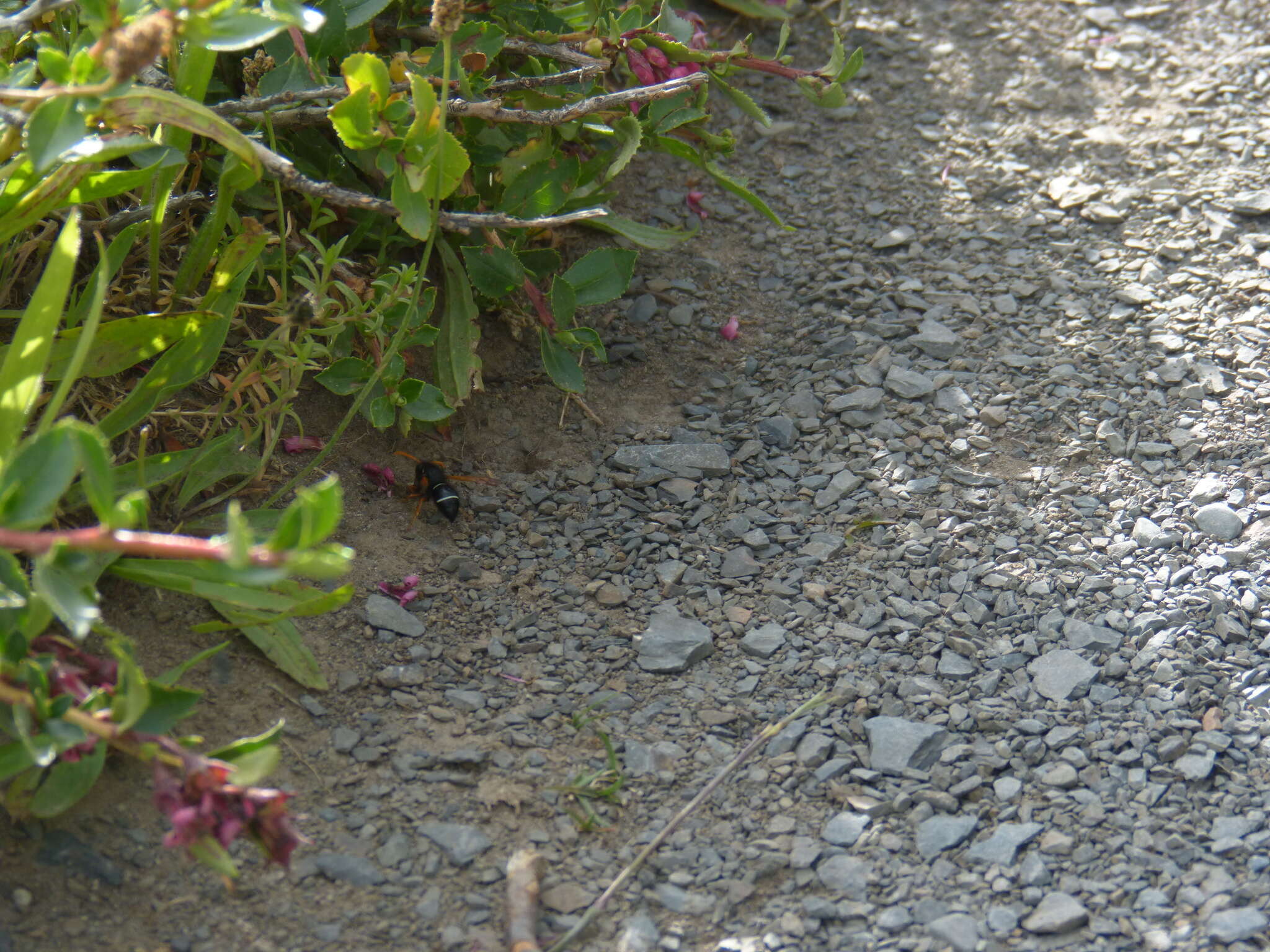 Plancia ëd Hypodynerus vespiformis (Haliday 1837)