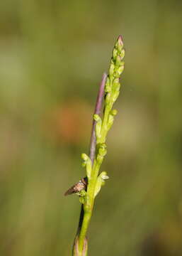 Image of Dark mignonette orchid