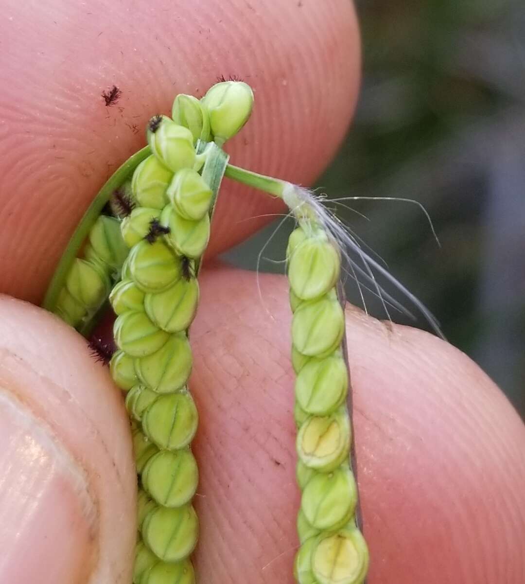 Image of Early Crown Grass