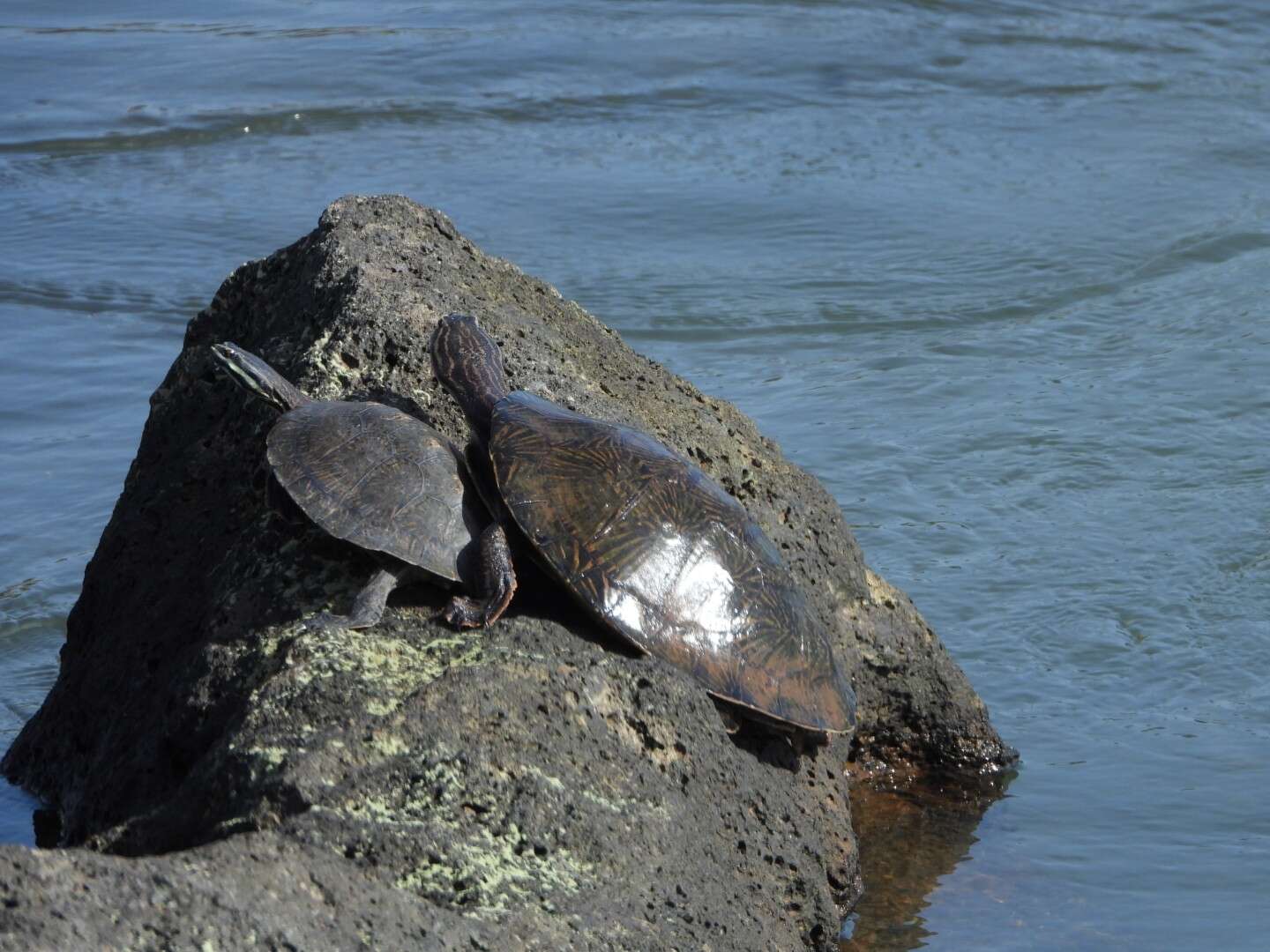 Image of William’s South-American Side-necked Turtle