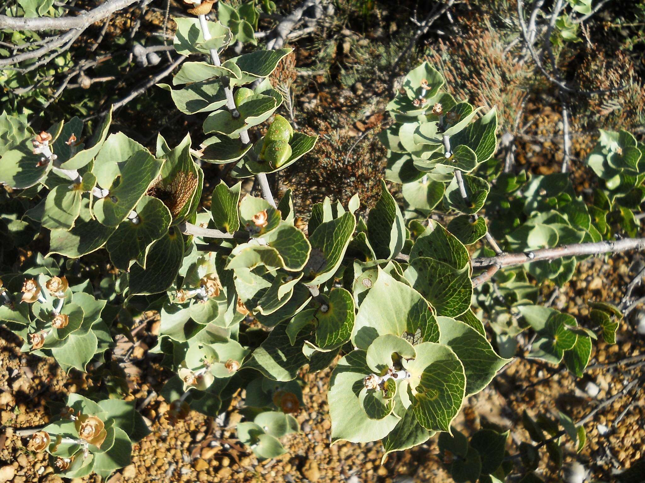 Image of Hakea cucullata R. Br.