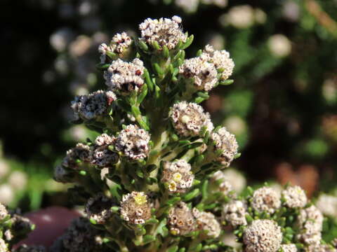 Image of Phylica ericoides var. ericoides