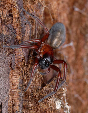 Image of Callobius severus (Simon 1884)