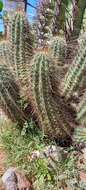 Image of Engelmann's hedgehog cactus