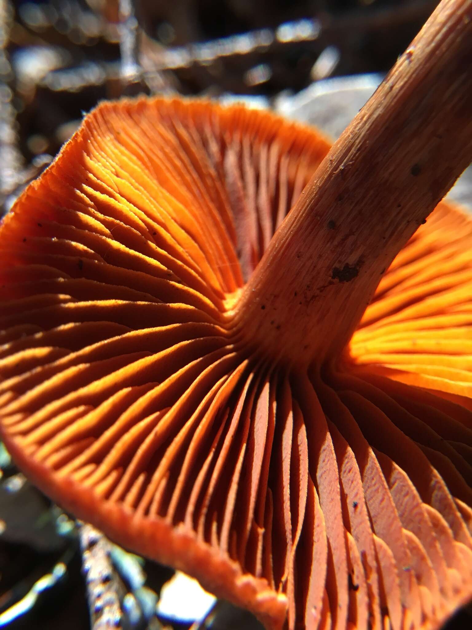 Image of Cortinarius californicus A. H. Sm. 1939