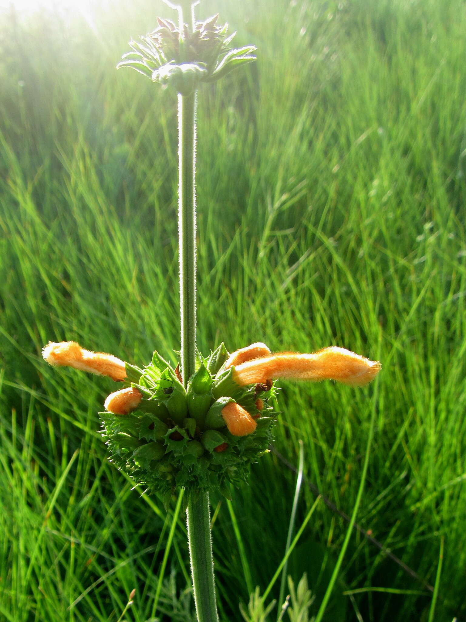 Image of Leonotis ocymifolia var. raineriana (Vis.) Iwarsson