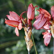 Image of Ixia vanzijliae L. Bolus