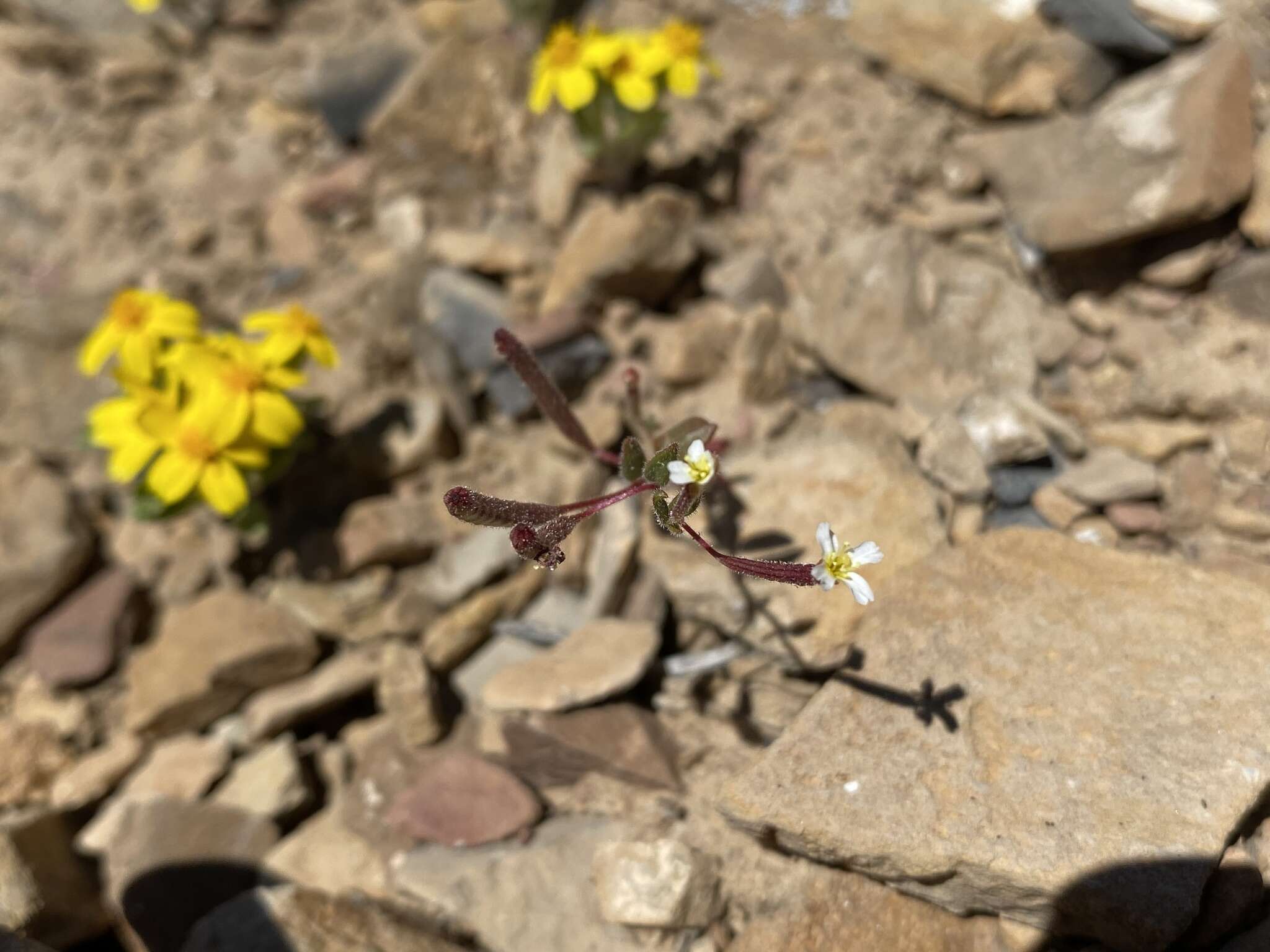 Plancia ëd Chylismiella