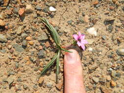 Image of Romulea tetragona M. P. de Vos