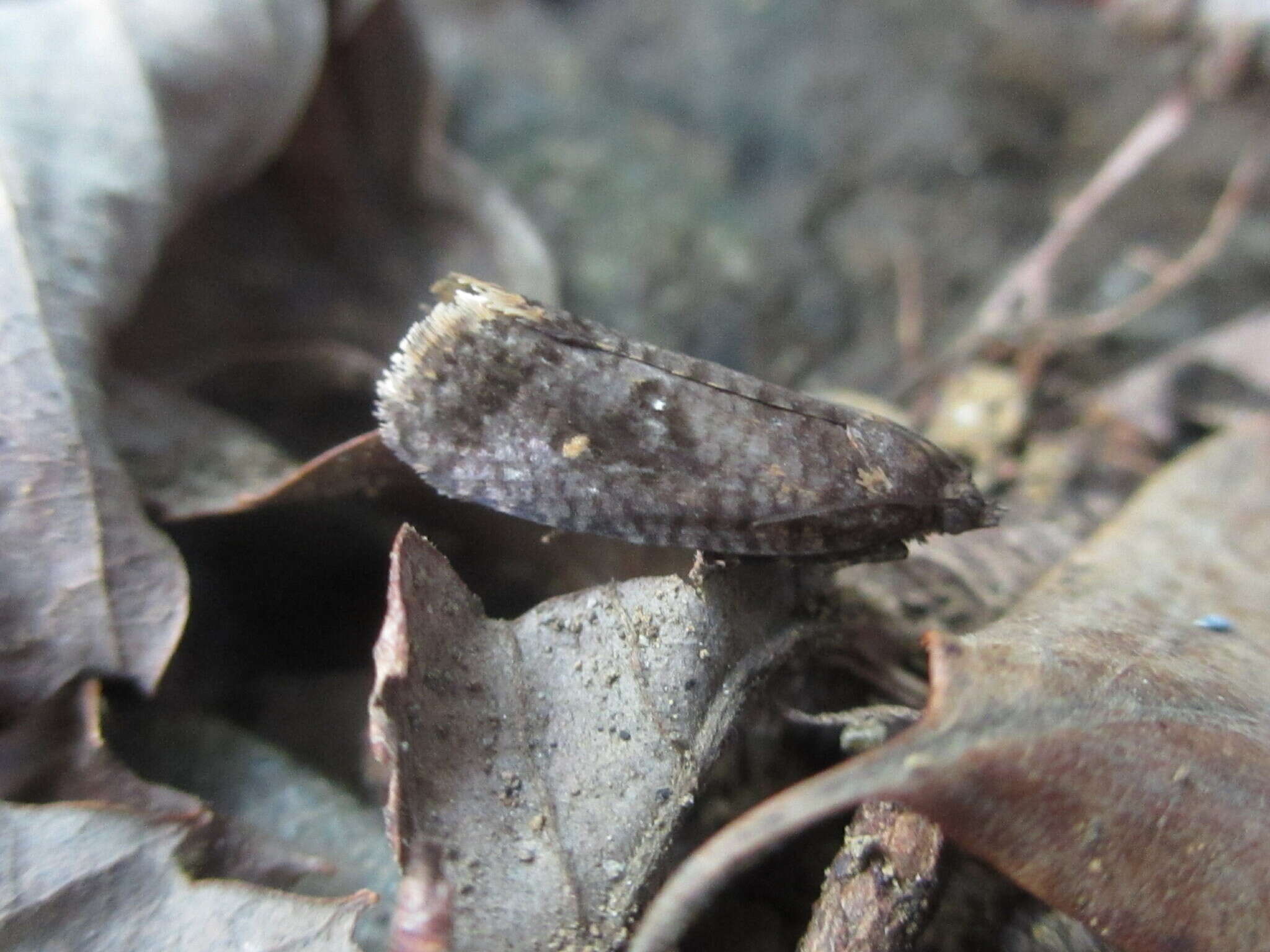 Imagem de Cryptaspasma marginifasciatus Walsingham 1900