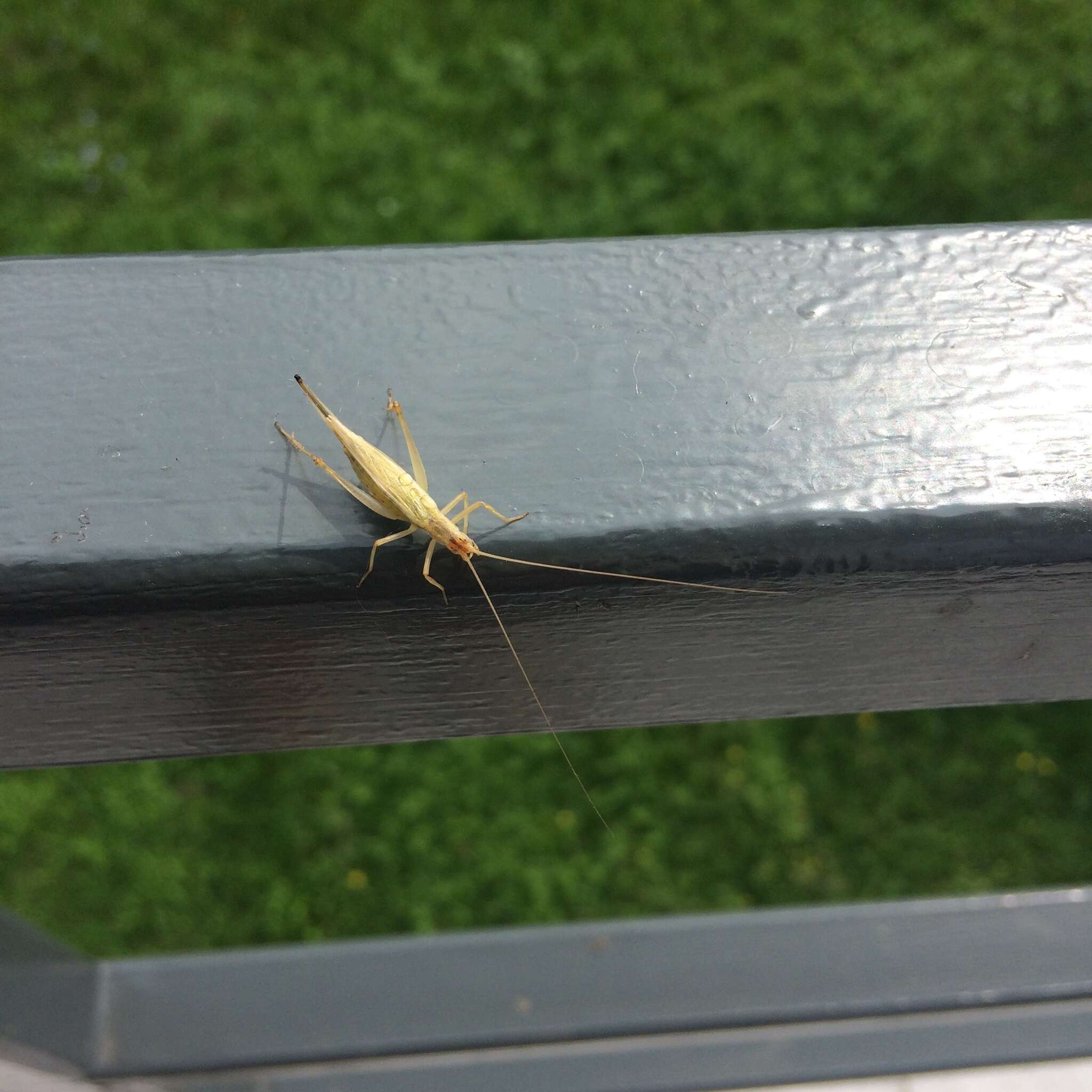 Image of tree-cricket