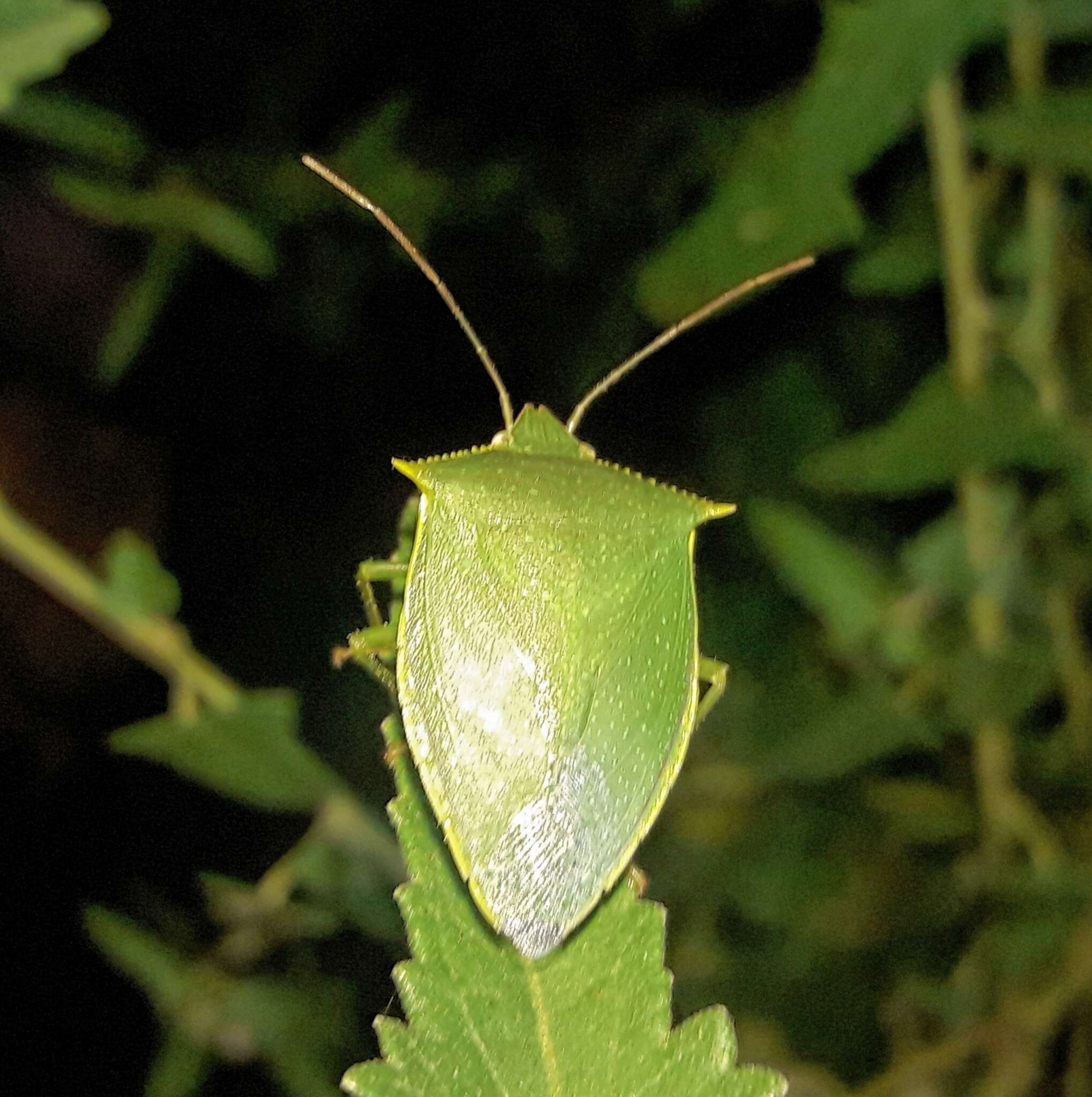 Image of <i>Loxa virescens</i>