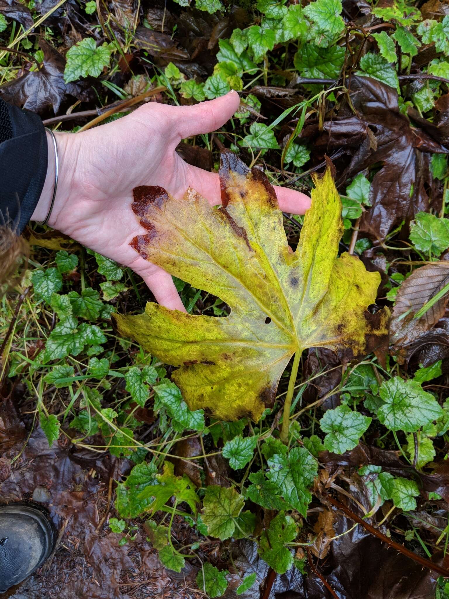 Plancia ëd Petasites frigidus (L.) R. E. Fr.