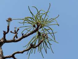 Image of Octopus cabbage tree