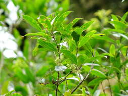 Image of Nestegis lanceolata (Hook. fil.) L. A. S. Johnson