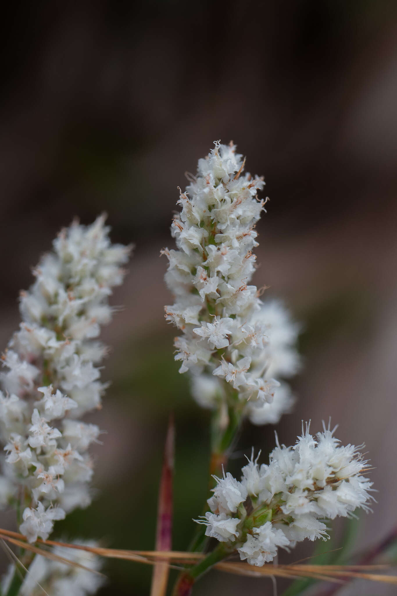 Polygonella robusta (Small) G. L. Nesom & V. M. Bates resmi