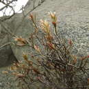 Imagem de Bakerolimon plumosum (F. Phil.) Lincz.