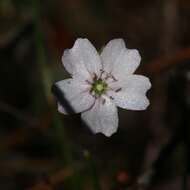 Image of Drosera mannii Cheek