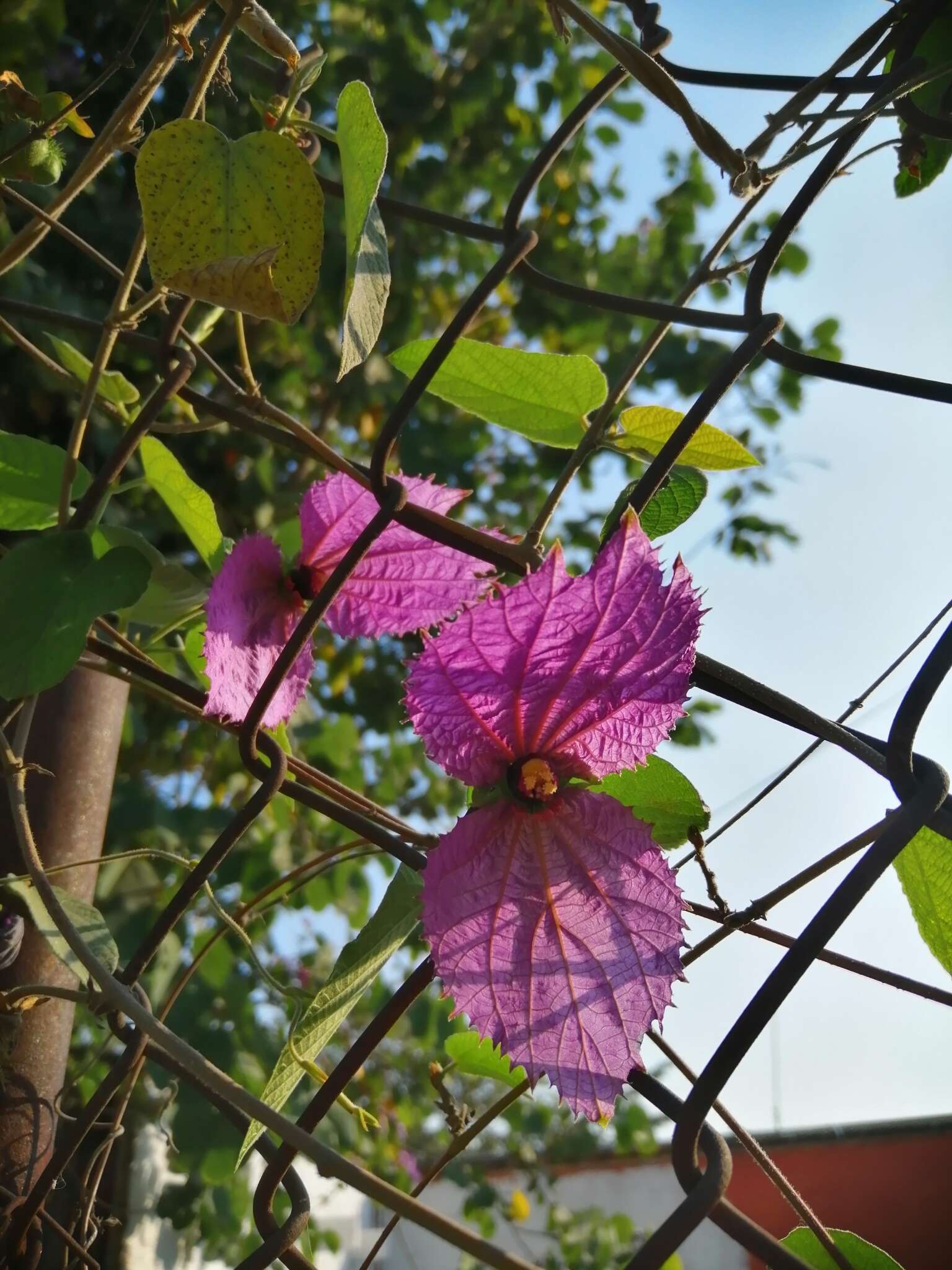 Image of Dalechampia aristolochiifolia Kunth