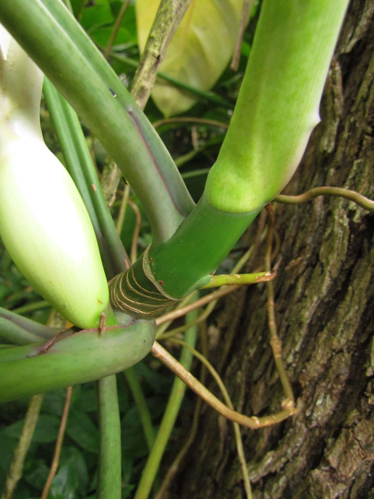 Image of Philodendron appendiculatum Nadruz & Mayo