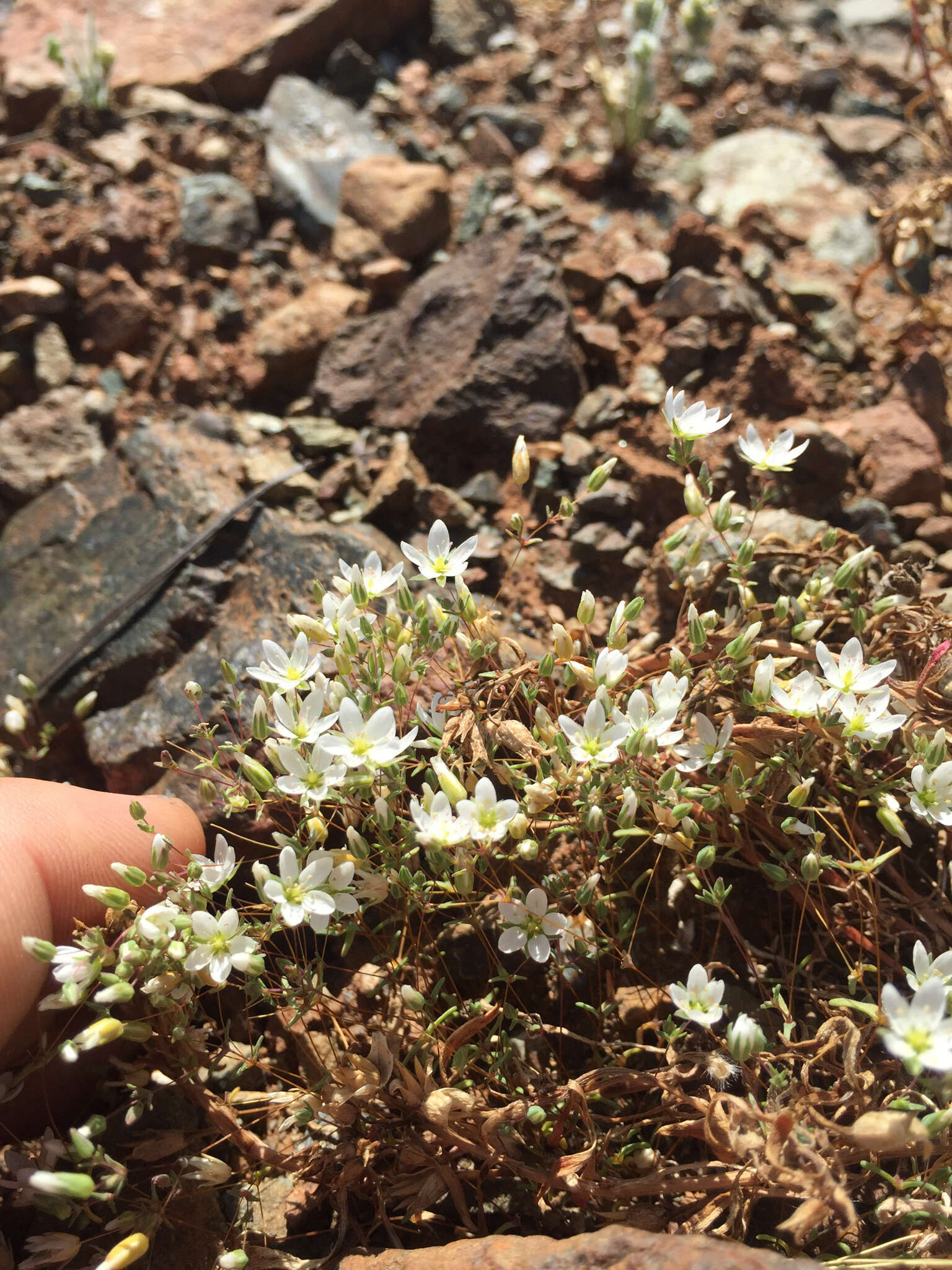 Imagem de Sabulina californica (A. Gray) Dillenb. & Kadereit