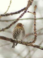 Image of Pine Siskin