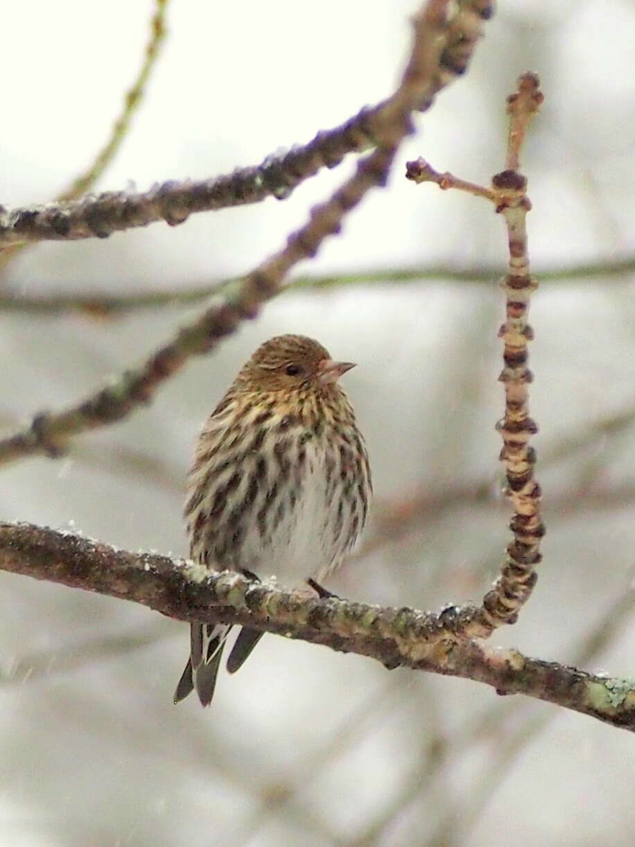 Image of Pine Siskin