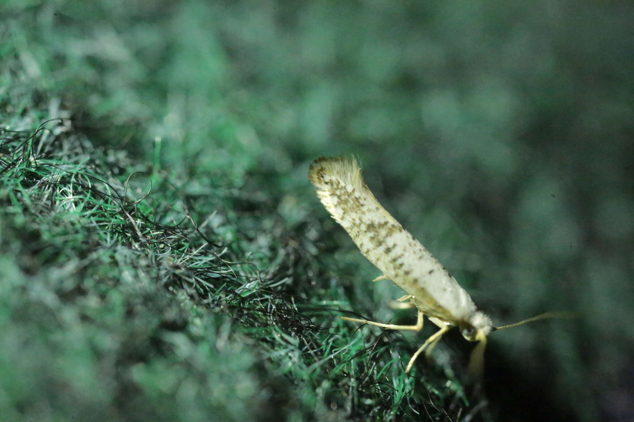 Imagem de Argyresthia retinella Zeller 1839