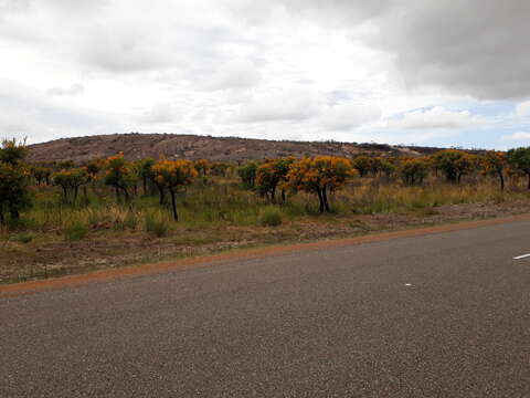 Plancia ëd Nuytsia floribunda (Labill.) R. Br.