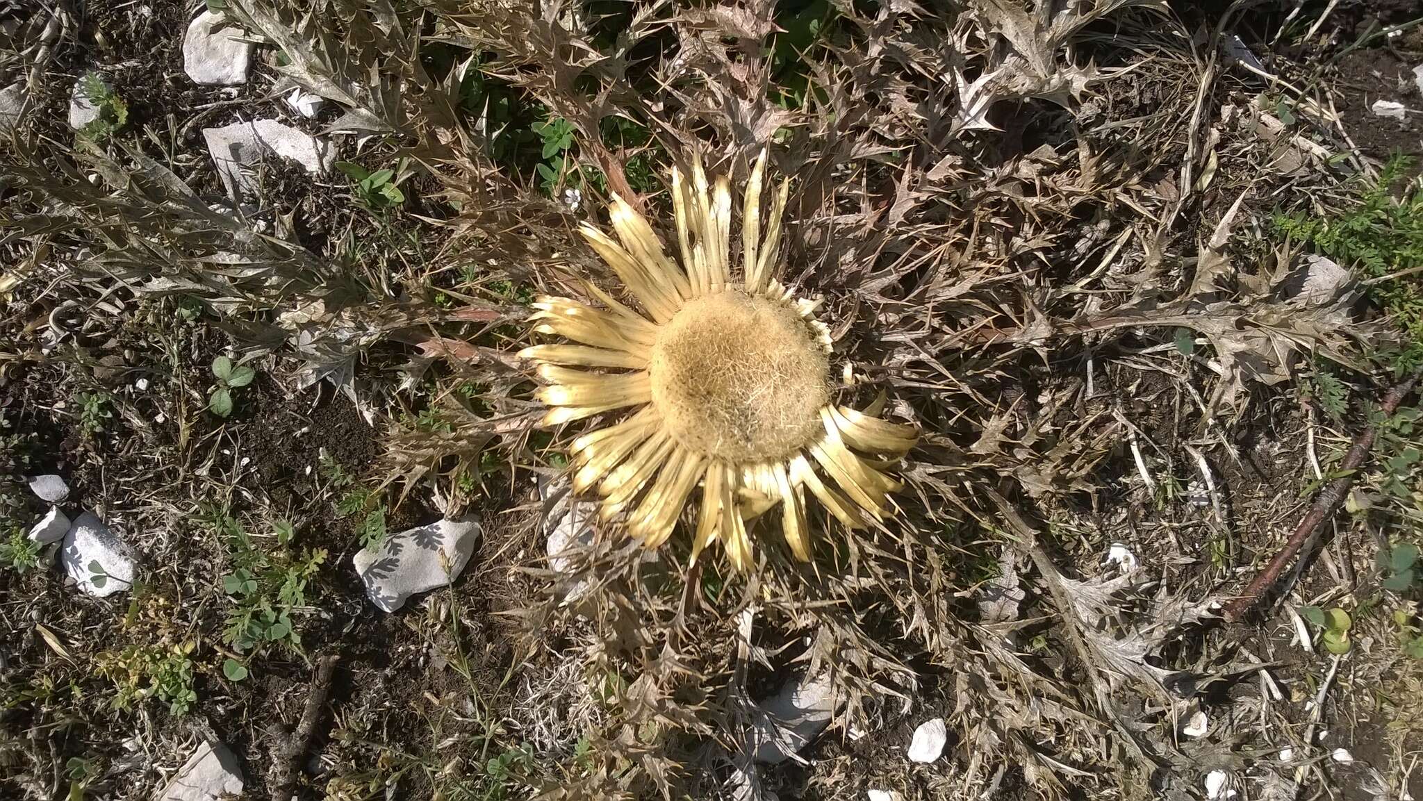 Image of Carlina acanthifolia All.