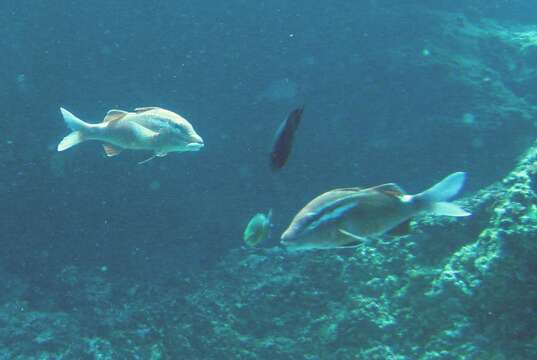 Image of Whitesaddle goatfish