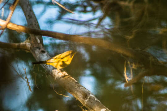 Image of Belding's Yellowthroat