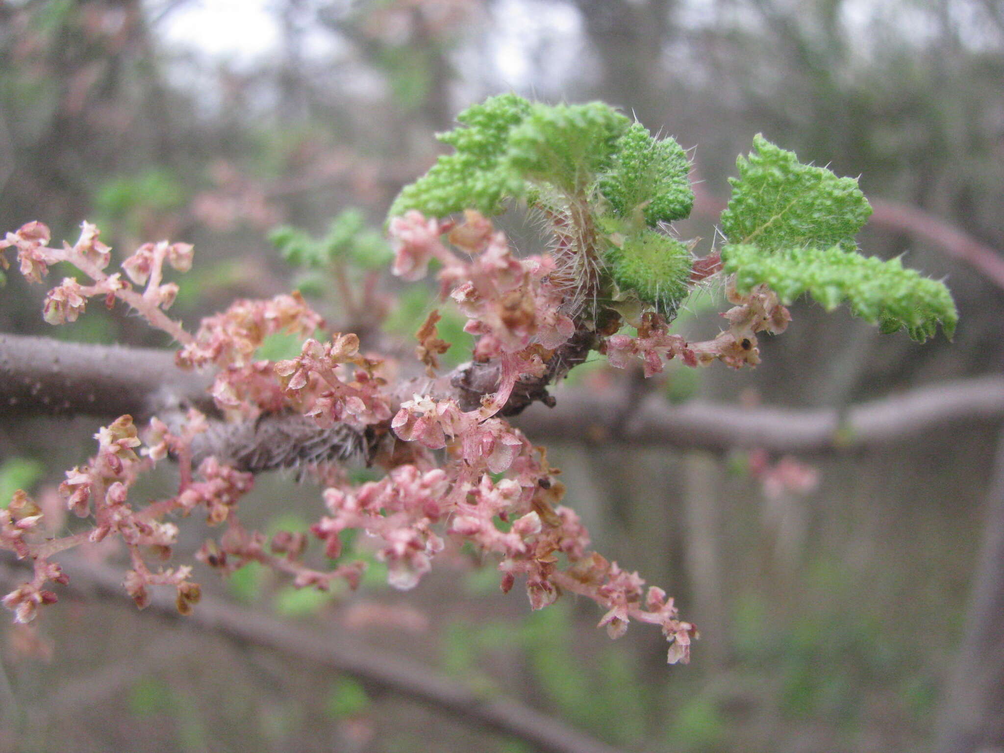 Image of Rock tree-nettle