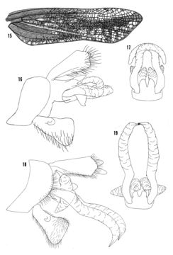 Image of <i>Cyrpoptus suavis</i> Stal 1862
