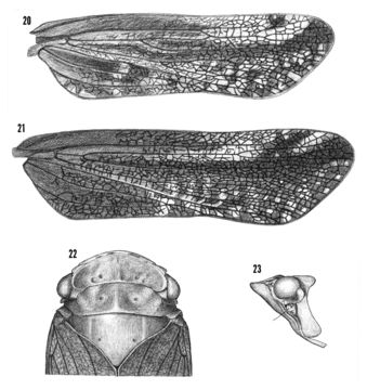 Image of <i>Cyrpoptus belfragei</i> Stal 1869